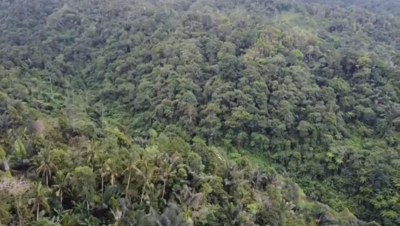 Bali Mountain Forest Cabin Penebel المظهر الخارجي الصورة