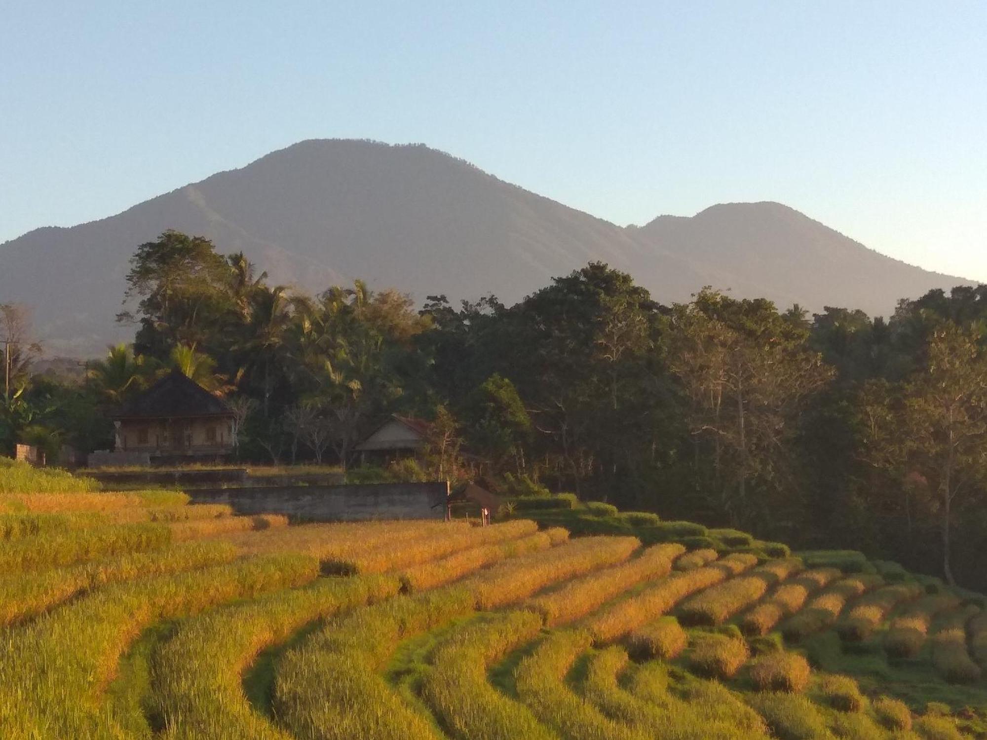 Bali Mountain Forest Cabin Penebel الغرفة الصورة
