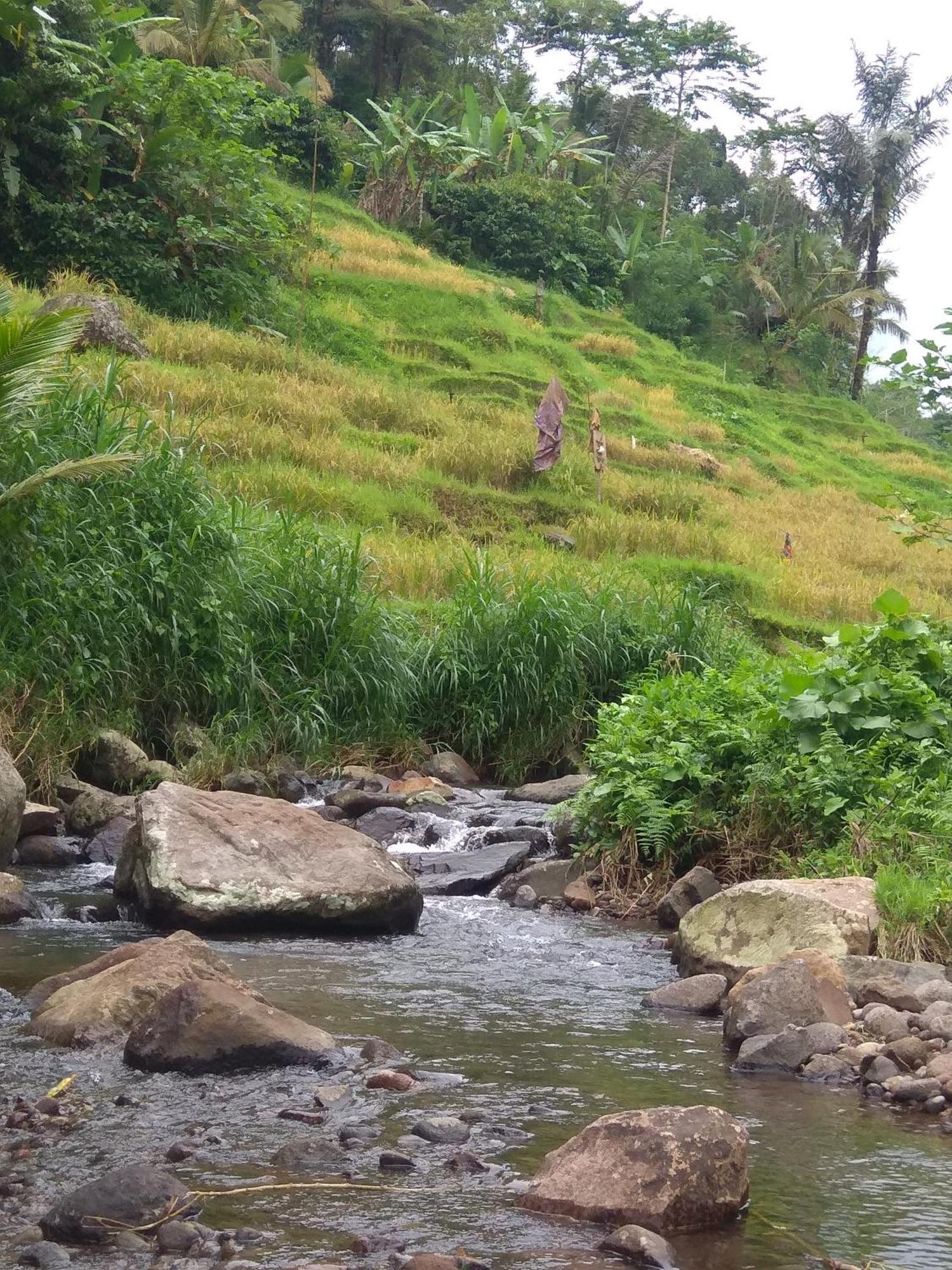 Bali Mountain Forest Cabin Penebel الغرفة الصورة